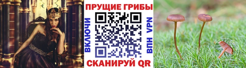 Галлюциногенные грибы Psilocybine cubensis  гидра вход  Набережные Челны 